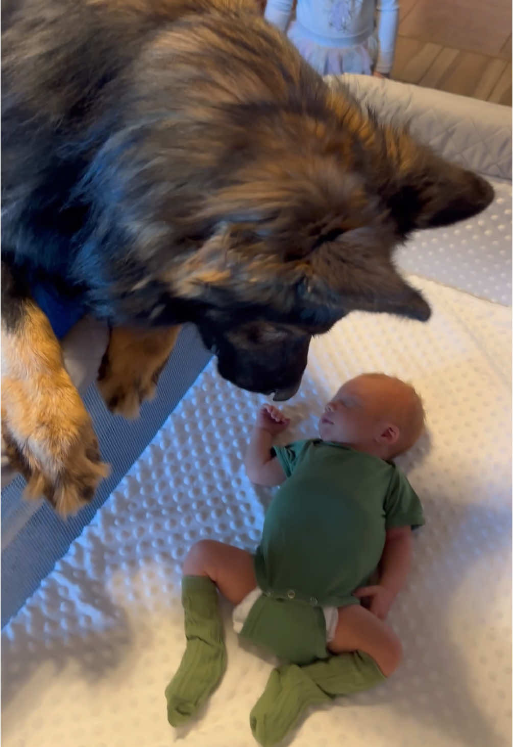 I love this sound 😆 #germanshepherdsoftiktok #gsdoftiktok #newborn #babiesoftiktok #dogsoftiktok #MomsofTikTok #merrychristmas 