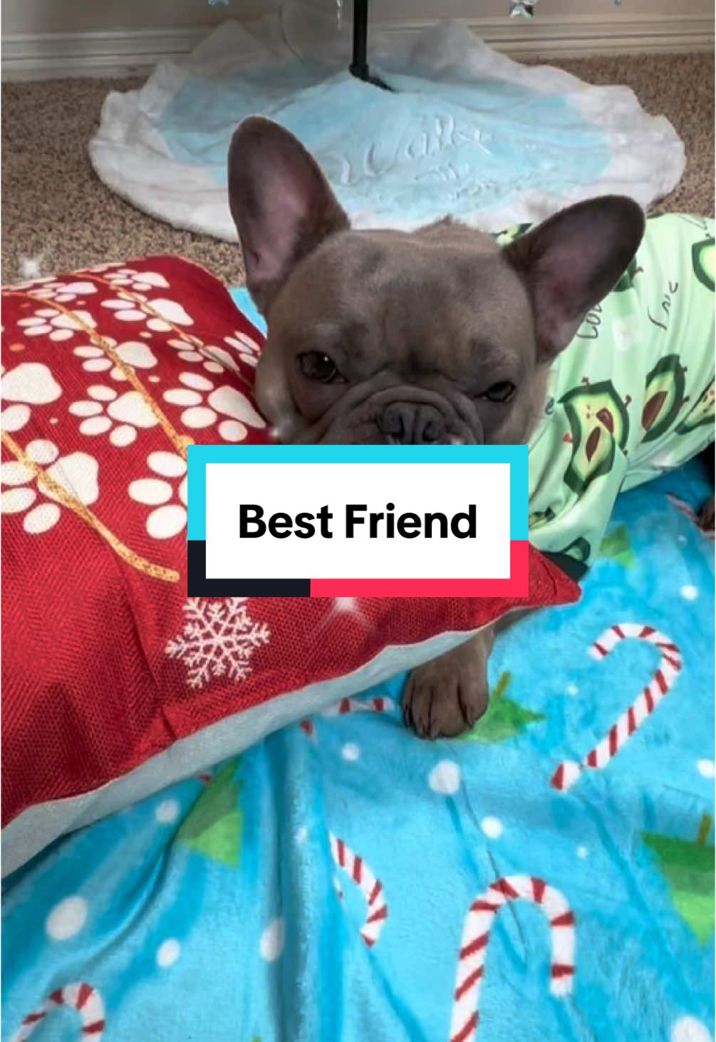 My bestie definitely has 4 paws!  #dogsontiktok #frenchies #frenchbulldogs #dogvideosoftiktok #frenchiemom 