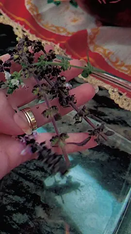 Água solarizada de flor de manjericão é pura energia ✨️