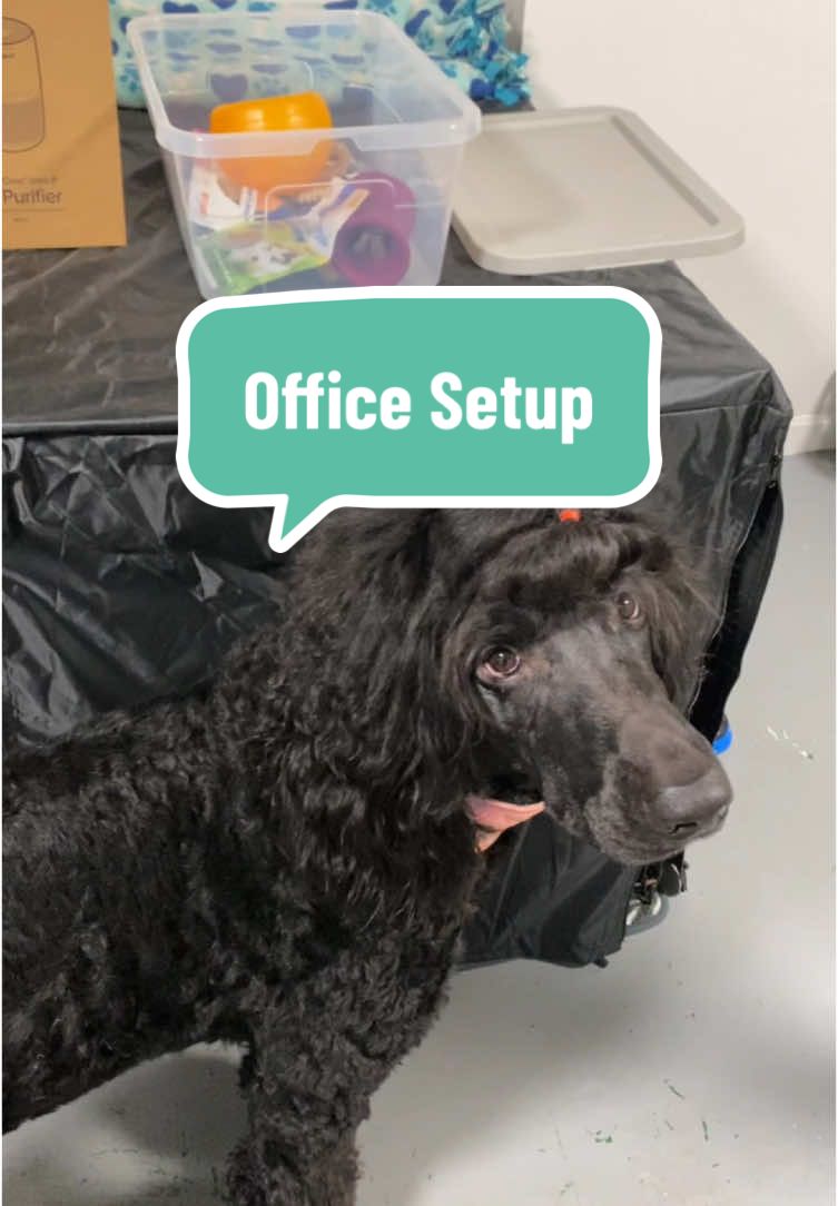 What else do I need?! 🙈🙈 #puppy #puppytok #puppytiktok #multidoghousehold #multidoghouseholds#dogtok #dogtoker #TikTokShop #airpurifier #officelife #dogowner #dogowners #fy