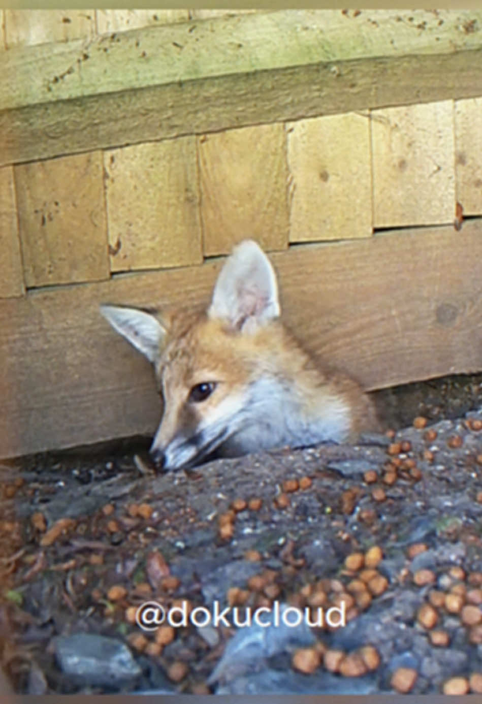 er füttert einen Fuchs im Garten doch dann..🥹. #foryoupagе #wholesome #dokucloud 