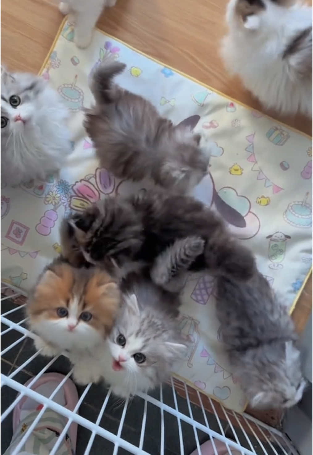 The singing competition of the little kittens.#cutecat #pet #kucing #kitty 