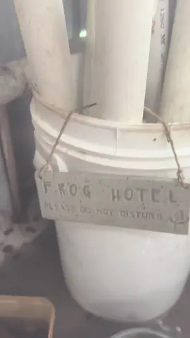 Noisy frogs on a Saturday morning. #frog #frogs #greentreefrog #froghotel #greenfrog 