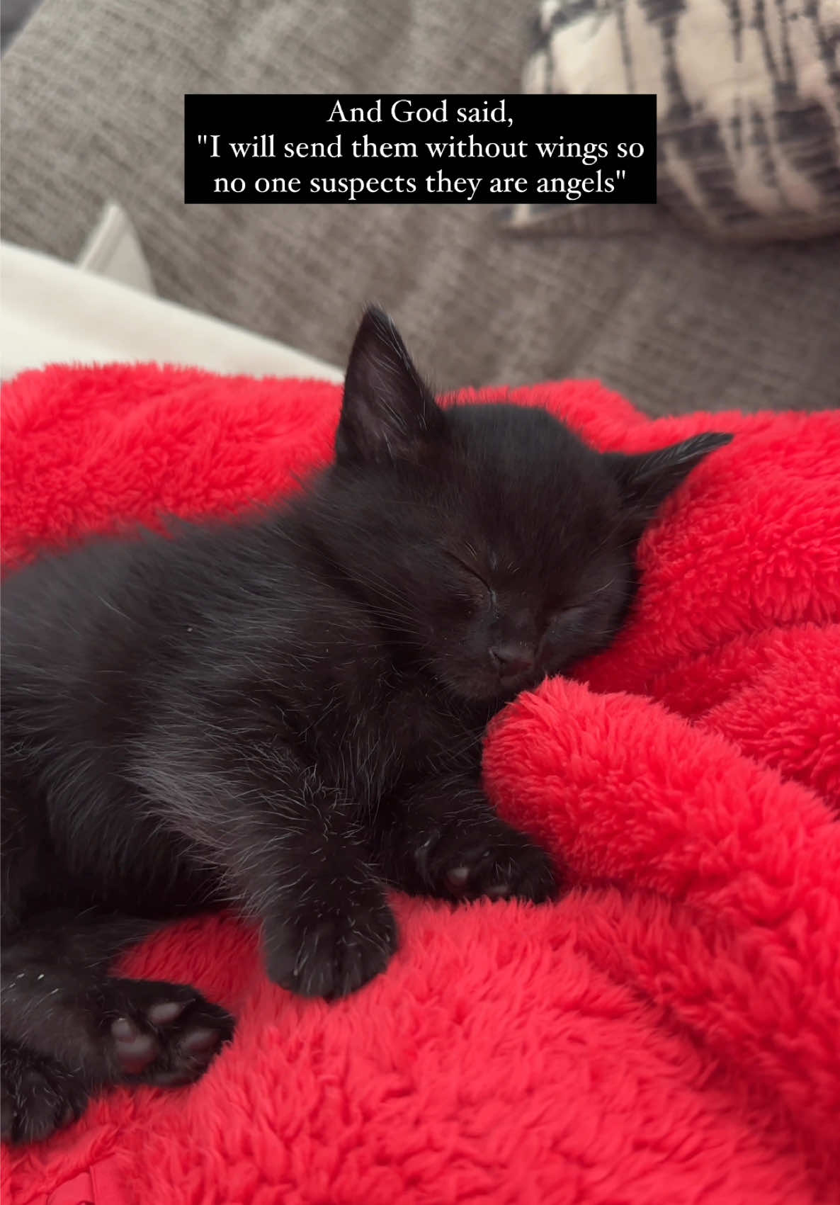 🥺🥺 What do you think? #blackcat #catsoftiktok #kittensoftiktok #catsvideo 