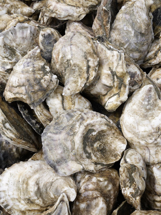 #Raw #oysters linked to #norovirus sickened 80 people in #LA at an event celebrating the #LosAngeles Times' list of the city's 101 best #restaurants. The tickets to the event cost attendees anywhere from $264 for general admission to upwards of $600 for #VIP.