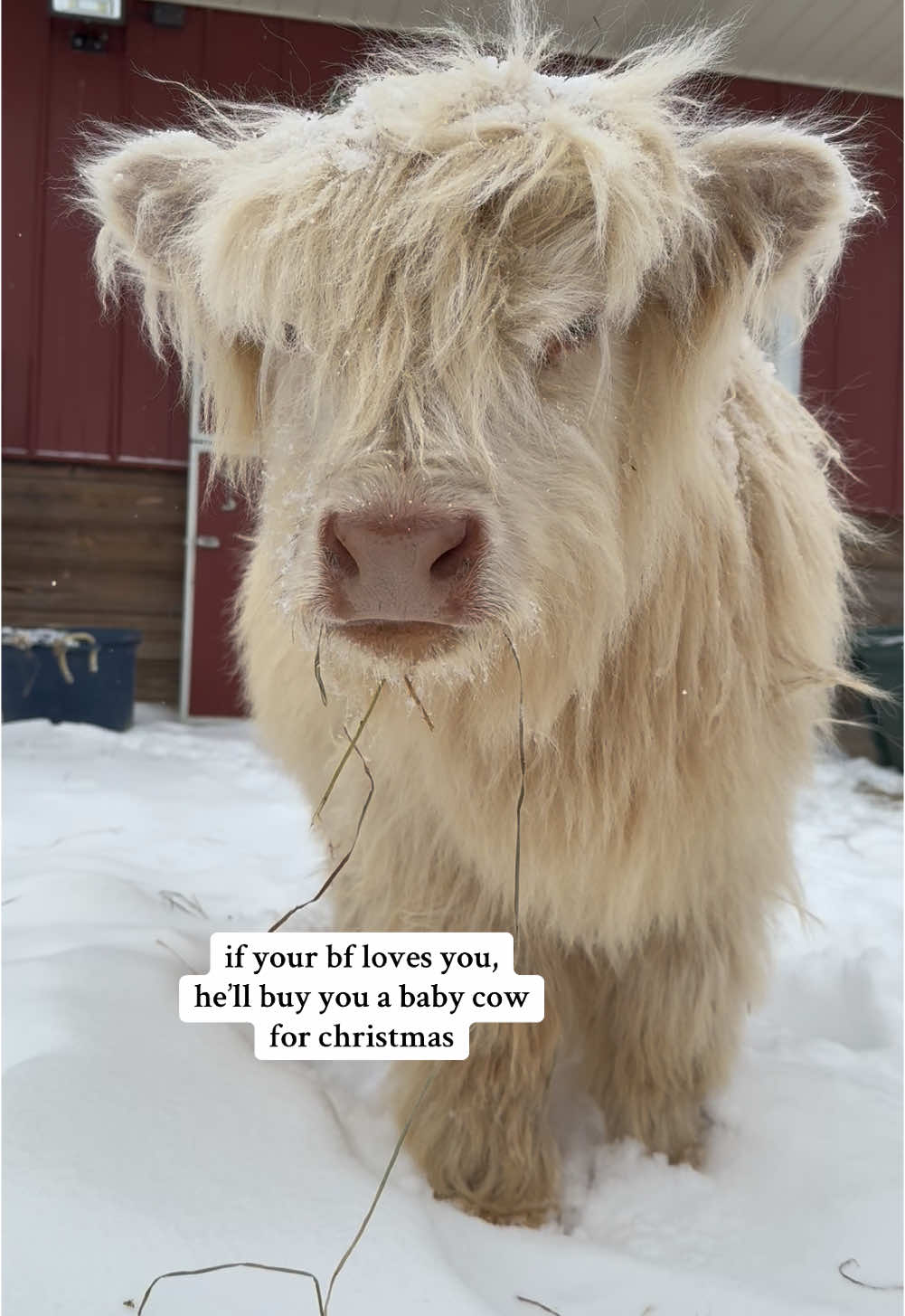 i don’t make the rules🤷🏻‍♀️ #foryourpage #fypageシ #highlandcow #christmas #cowsoftiktok #giftideas #animallover #PetsOfTikTok #cutenessoverloaded #cutebaby #christmascountdown 