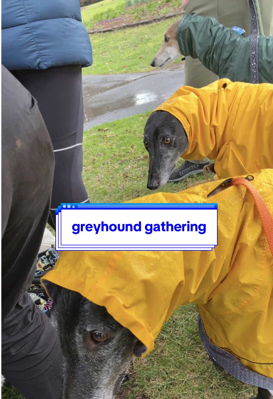 Replying to @michael more immaculate vibes at the greyhound gathering 😌 #greyhounds #longdog #longdogclub #dogtok 