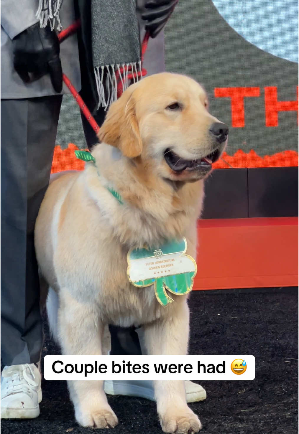 #goodboy #dogsoftiktok #collegegameday #cfbpostseason #notredame 