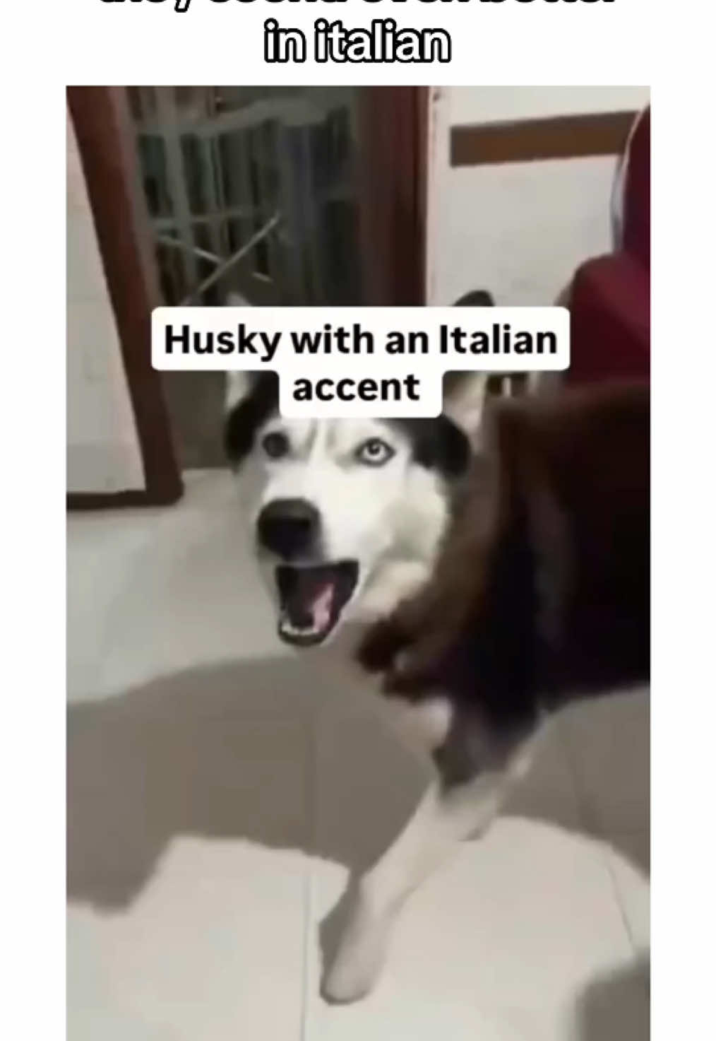 italian husky 😁#creatorsearchinsights #husky #huskies #siberianhusky #PetsOfTikTok #dogsoftiktok #brownhusky #cutehusky #cutedog #cutedogs #puppiesoftiktok #huskiesoftiktok #dog #dogvideos #cutepuppy #huskylife #cutehuskies #dogs