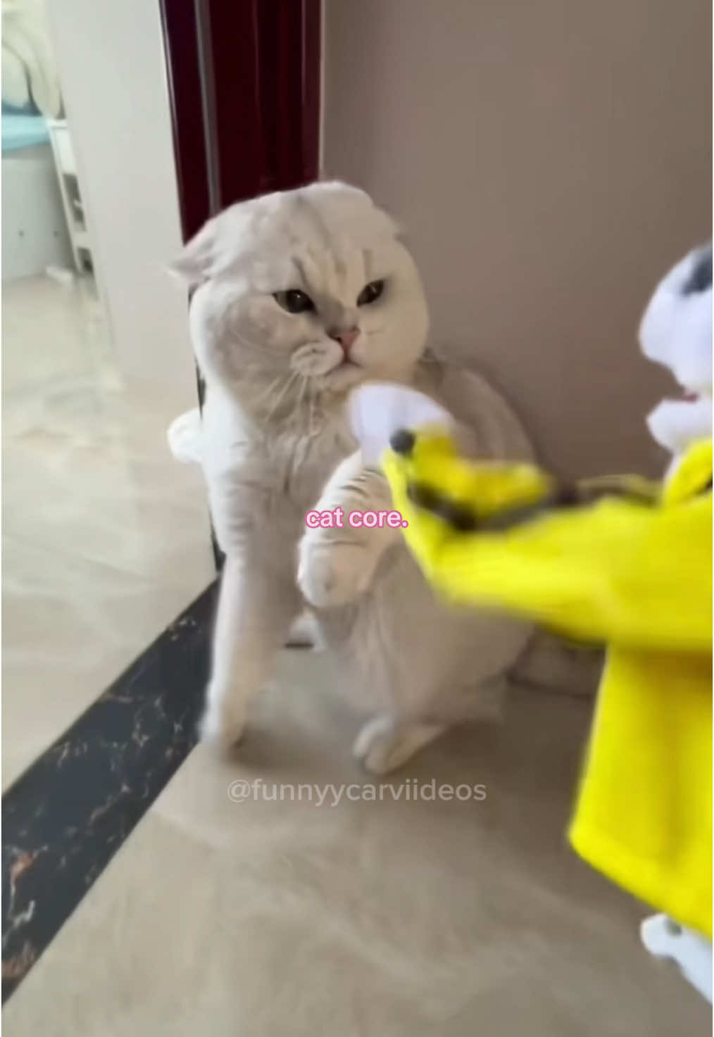 ~^^~ funny cat core #fyp #fypシ #catlover #cat #catsoftiktok #funnyvideo #funnytiktok #funnymoments #PetsOfTikTok #catcore #sillycats 