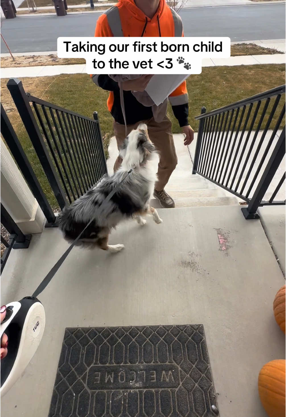 Shes been dealing with some kidney and bladder issues but is doing alot better 🥹💗 #Vlogmas #Vlog #minivlog #comewithme #couple #couples #life #Lifestyle #fyp #fy #Relationship #marriage #dog #dogs #australianshepherd 