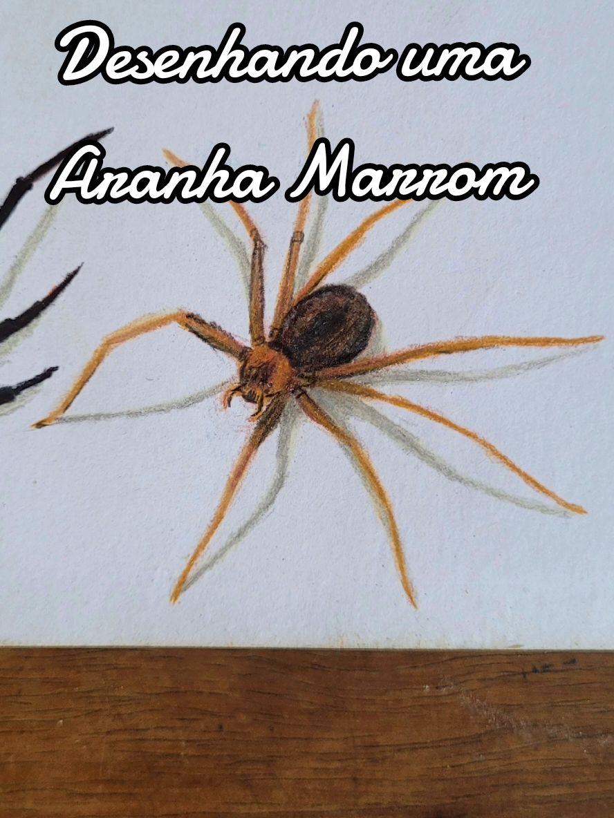 Respondendo a @nahoya_kawata12345 Desenhando uma aranha marrom na minha página de aranhas #paginadearanhas #draw #desenho #arte #julioarte #aranhamarrom