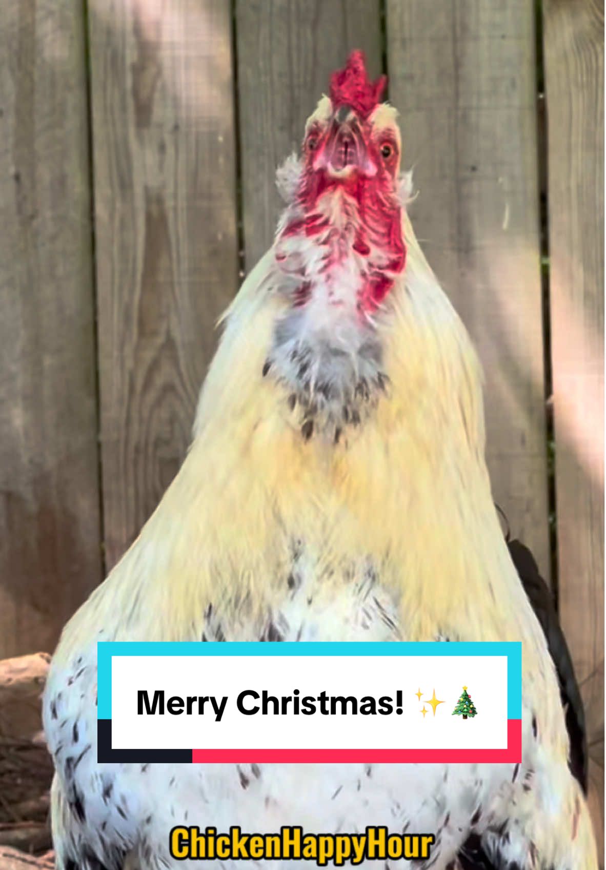 Merry Christmas!!! #merrychristmas #feliznavidad #rooster #chickens #memesdaily #funnyanimals #chickenhappyhour   