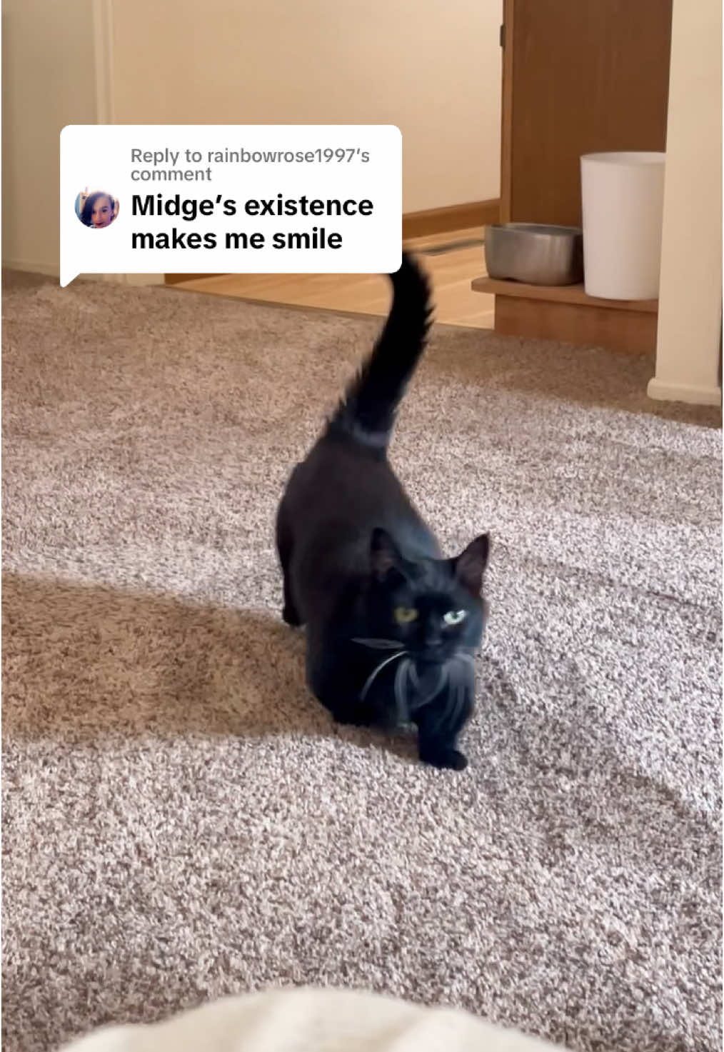 Replying to @rainbowrose1997 ❤️ #munchkincat #blackcat #catsoftiktok #cutecat #catsoftiktok2024 #catwalk #shortcat #munchkin #catmom #cute #voidcat #ohlawdhereshecome #cat #sausagecat #cats    