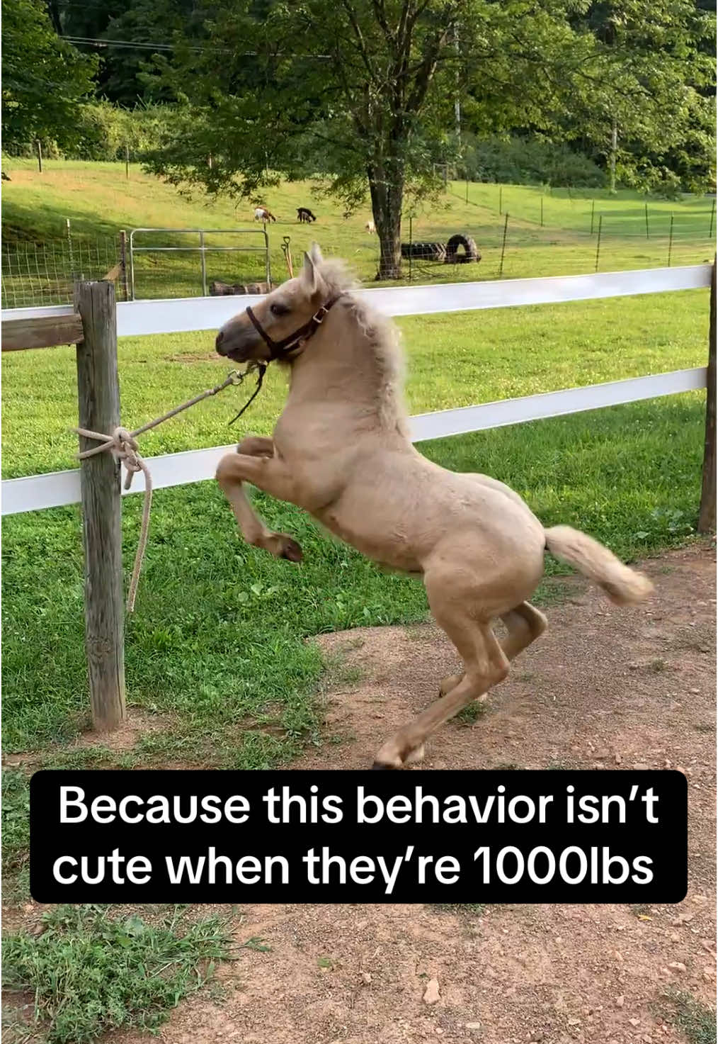 Because a dangerous foal turns into a dangerous horse  #horsetraining #horsegirlvibes #foal #filly #horselife 