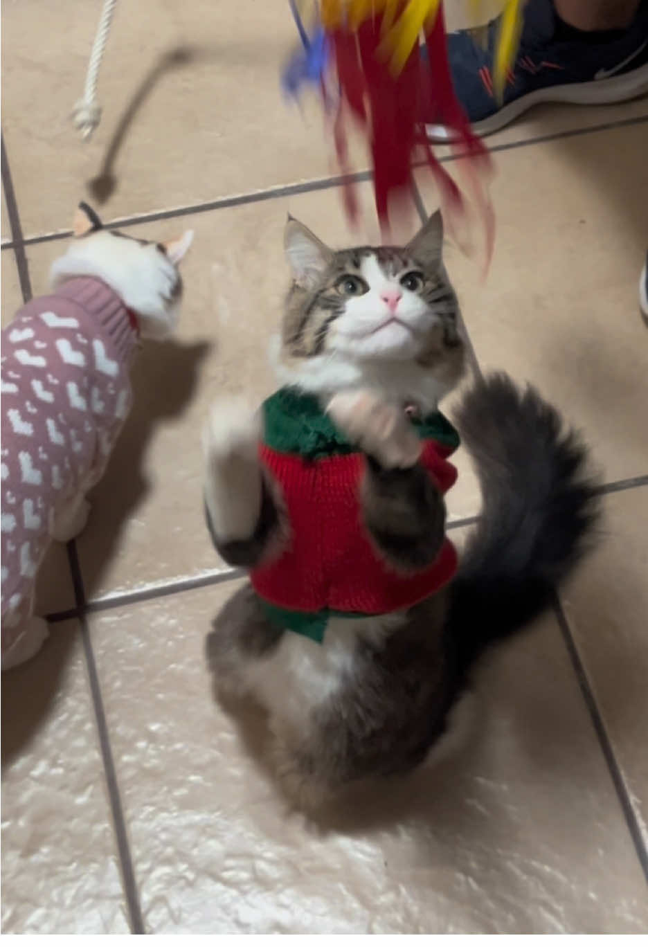 El… “abuelito soy tu nieto” mas real 🤍 #abuelitasoytunieto #catsoftiktok #catlover #cat #kittycat #piñata #christmas #f #fyppppppppppppppppppppppp #cutecat 