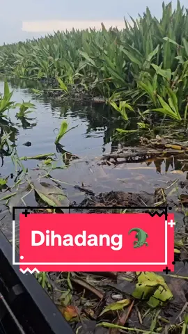 Buaya dihadang sama buaya🤨 #fyp #fypシ #mancing #buaya 