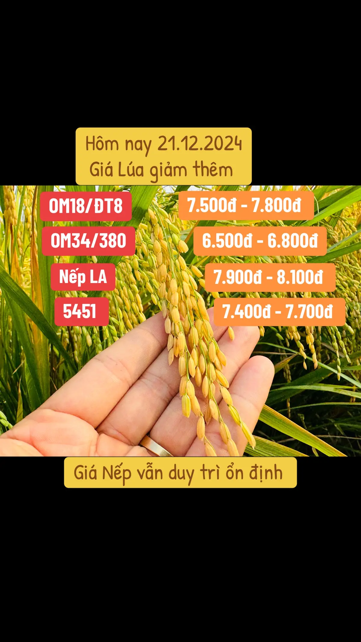 Nông nghiệp TS cập nhật giá gửi đến Quý nhà nông tham khảo - Tùy vào khu vực và chất lượng Lúa sẽ có giá chênh lệch khác nhau. #quytrinhnongnghiepts #thuocbvtv #kysunongnghiep #phanhuuco #xuhuongtiktokvietnam 