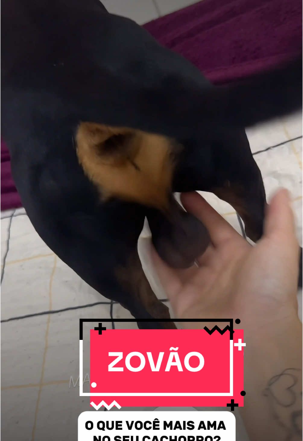 #CapCut #Meme #MemeCut #petlife #pets #explore #salsichadog #PetsOfTikTok #cachorrosfofos #salsichadog #cachorrosengraçados 