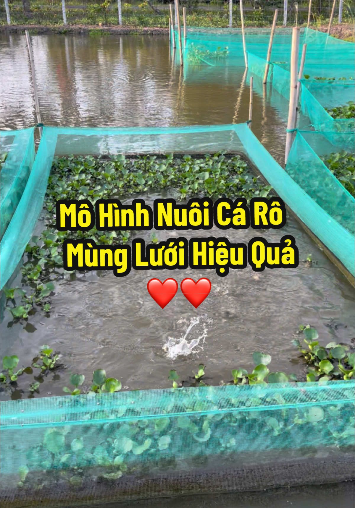 Mô hình nuôi cá rô đầu nhím mùng lưới diện tích 4x2x2 khá thành công cá mau lớn màu vàng đẹp#xuhuong #lychieubinh #nuoicatrongrau #caronuoi #lướichănnuoi 