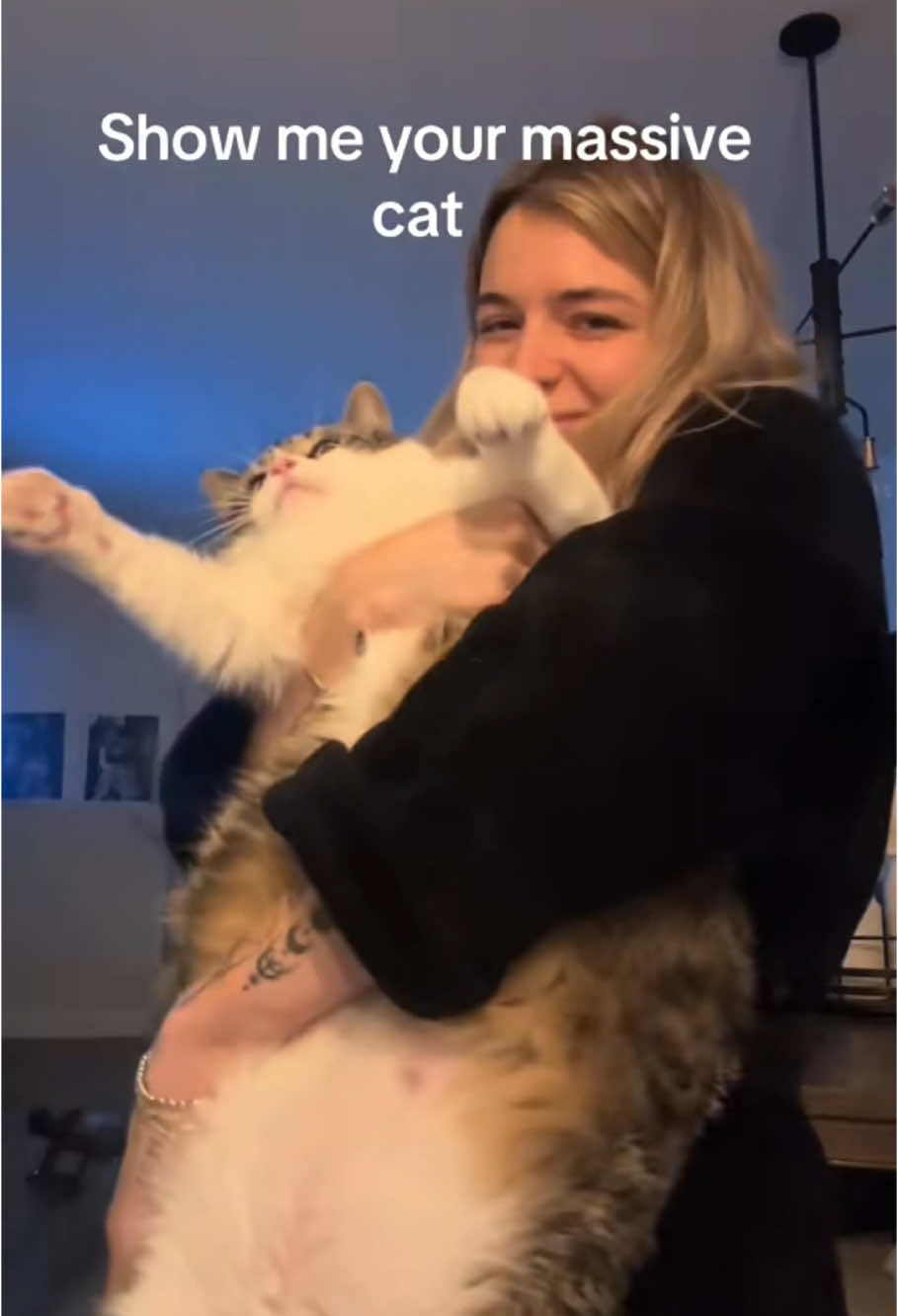 Show me your massive cat#PetsOfTikTok #cat #massive 