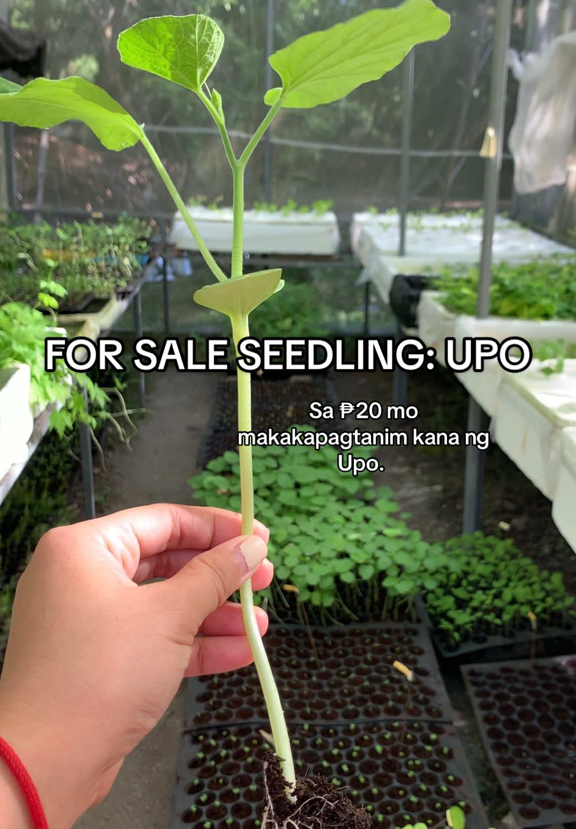 Networking again HAHAHHAA #upo #vegetables #vines #hydroponics #forsale #forsaleseedlings #seedlings 