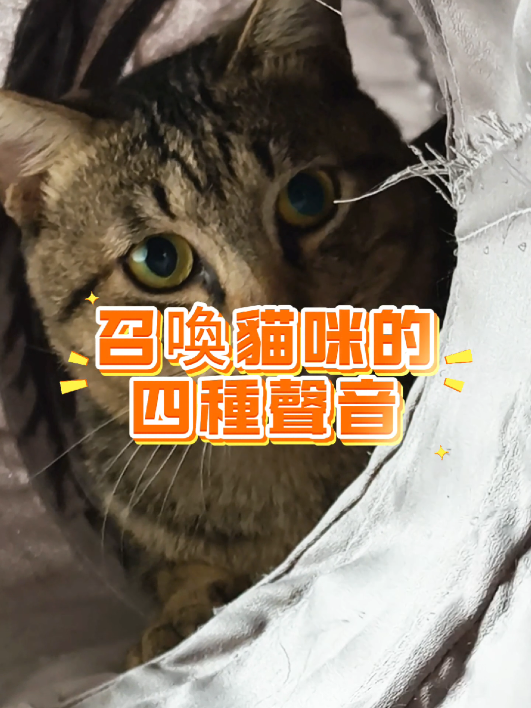 召喚喵喵術 你成功了嗎？ #貓咪 #喵喵 #貓咪系列 #貓知識 #寵物 #貓咪行為  #貓咪冷知識 #貓叫聲 #cat  #catlife #catolicos #petcat  #貓星人 #fyp #虎斑貓 #cats 