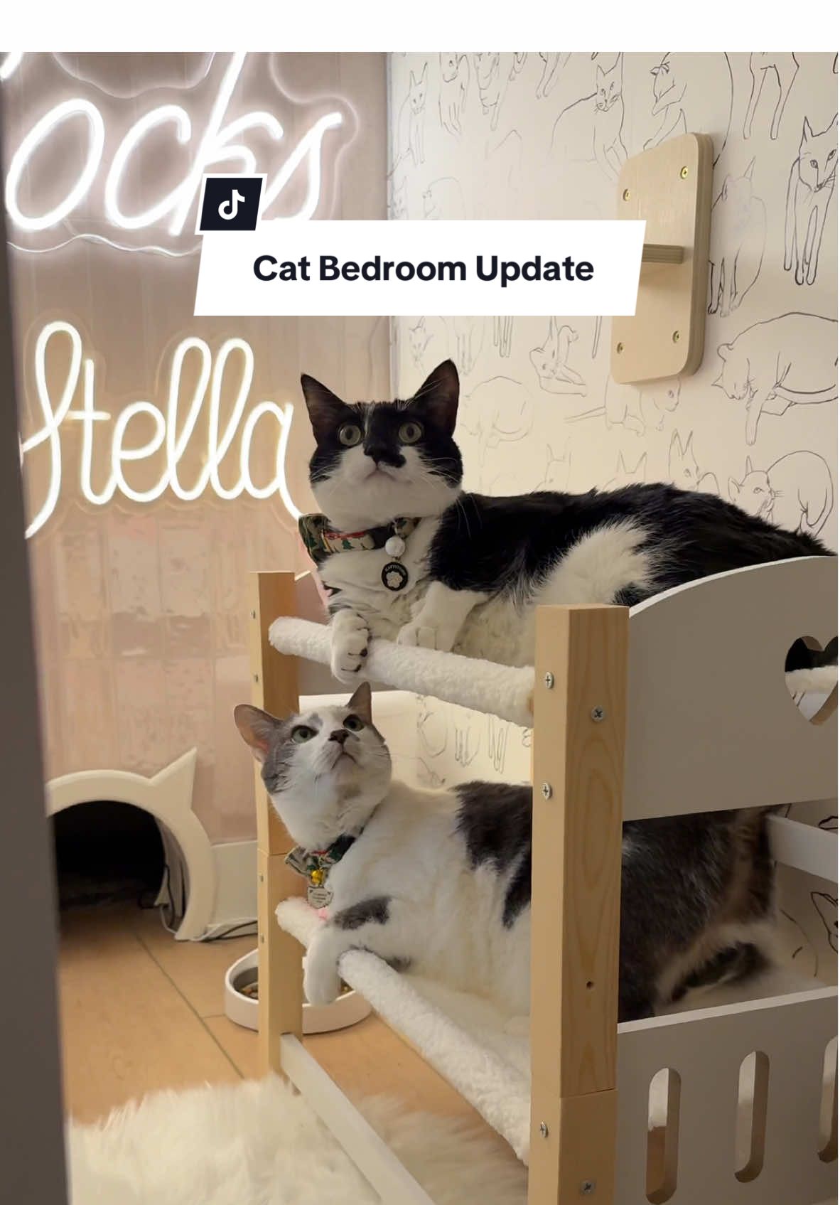 The bunk beds 🥺🥺🥺 #catsoftiktok #cattok #cats #cat #catstagram #catroom #catbedroom