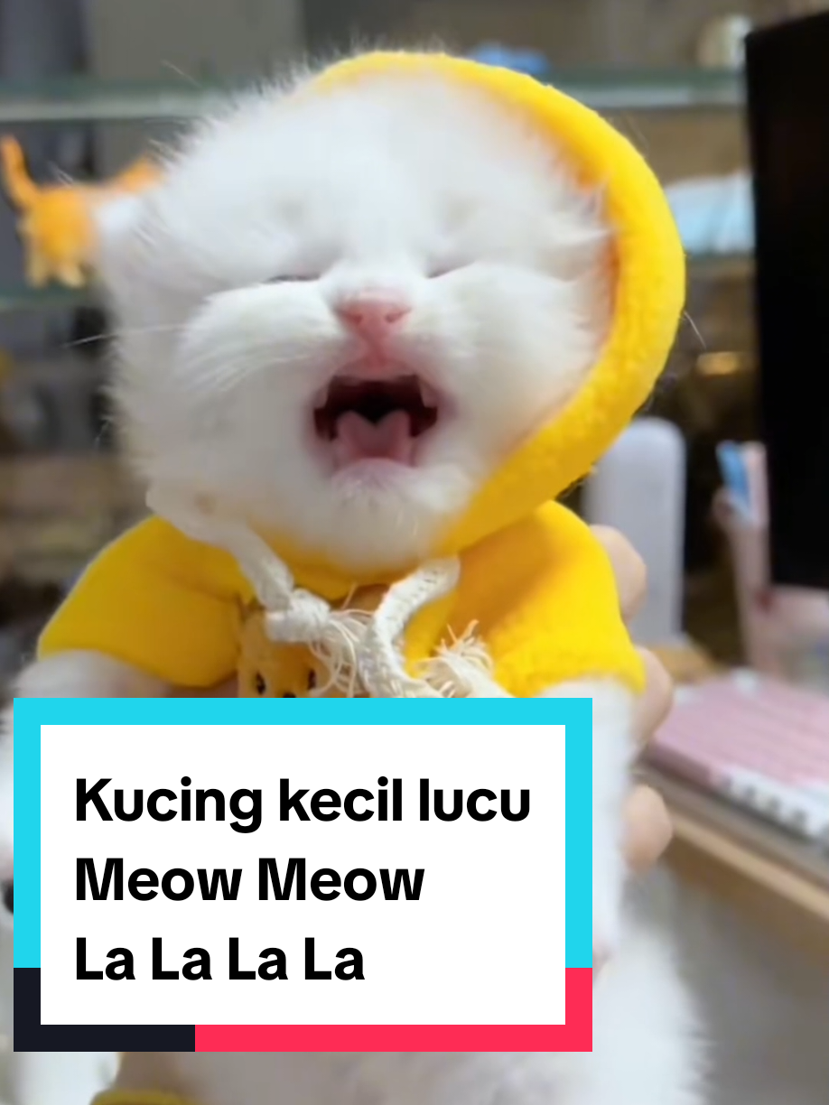 Kucing kecil yang gembira bernyanyi 