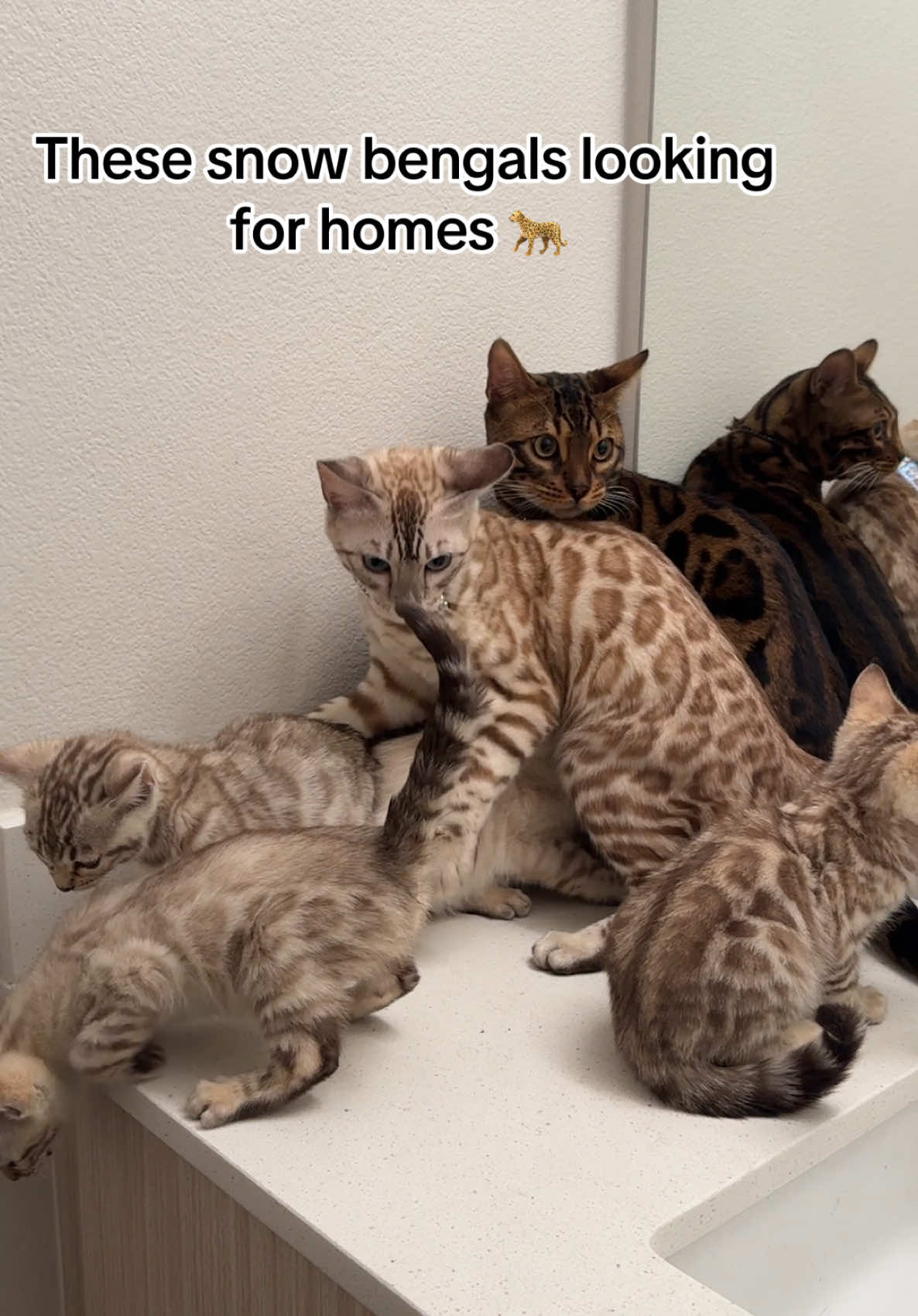 snow white cuties #bengalkitten #bengalcat #snowbengal #silverbengal #fyppp 