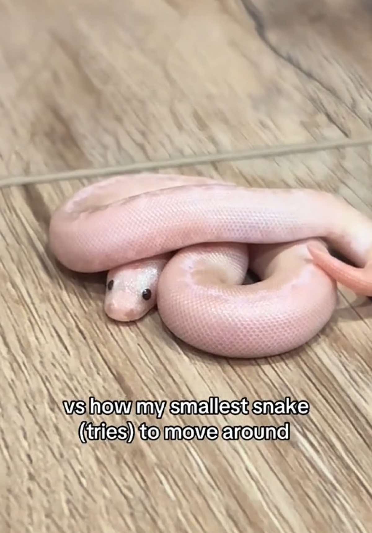 duck just passes up on slithering all together and slams herself into wherever she wants to go, while buttercup gives all her effort to slither and barely makes any progress 🤧 #pets #animals #reptiles #snakes #silly #comparison #tiny #kenyansandboa #boa #pythons #cuteanimals #sillyanimals #snakesoftiktok #cute 