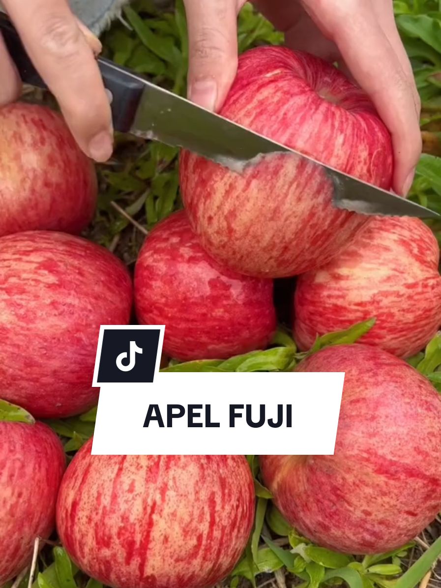 apel Fuji merah Import #wibgajian #yearendsale #cuantanpabatas #jagoanvideotrending #apelfuji #buahapel 
