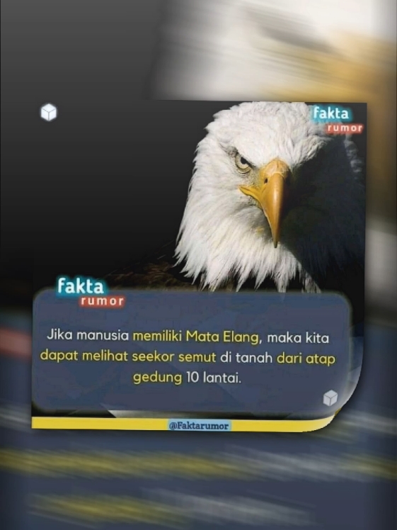 tajem bet🥶 #elang #hawkeye #mataelang #hawk #bird #fyp #foryoupage #viral 