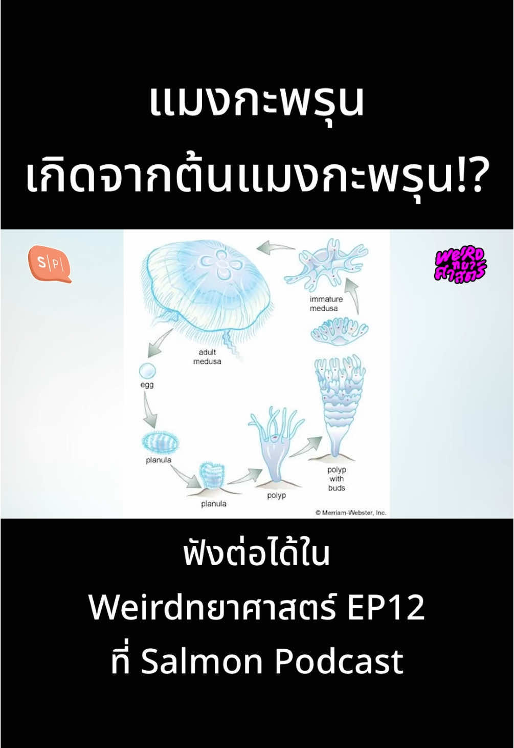 ใครจะไปคิดว่าโลกนี้จะมีต้นแมงกะพรุน #Weirdทยาศาสตร์ #SalmonPodcast 