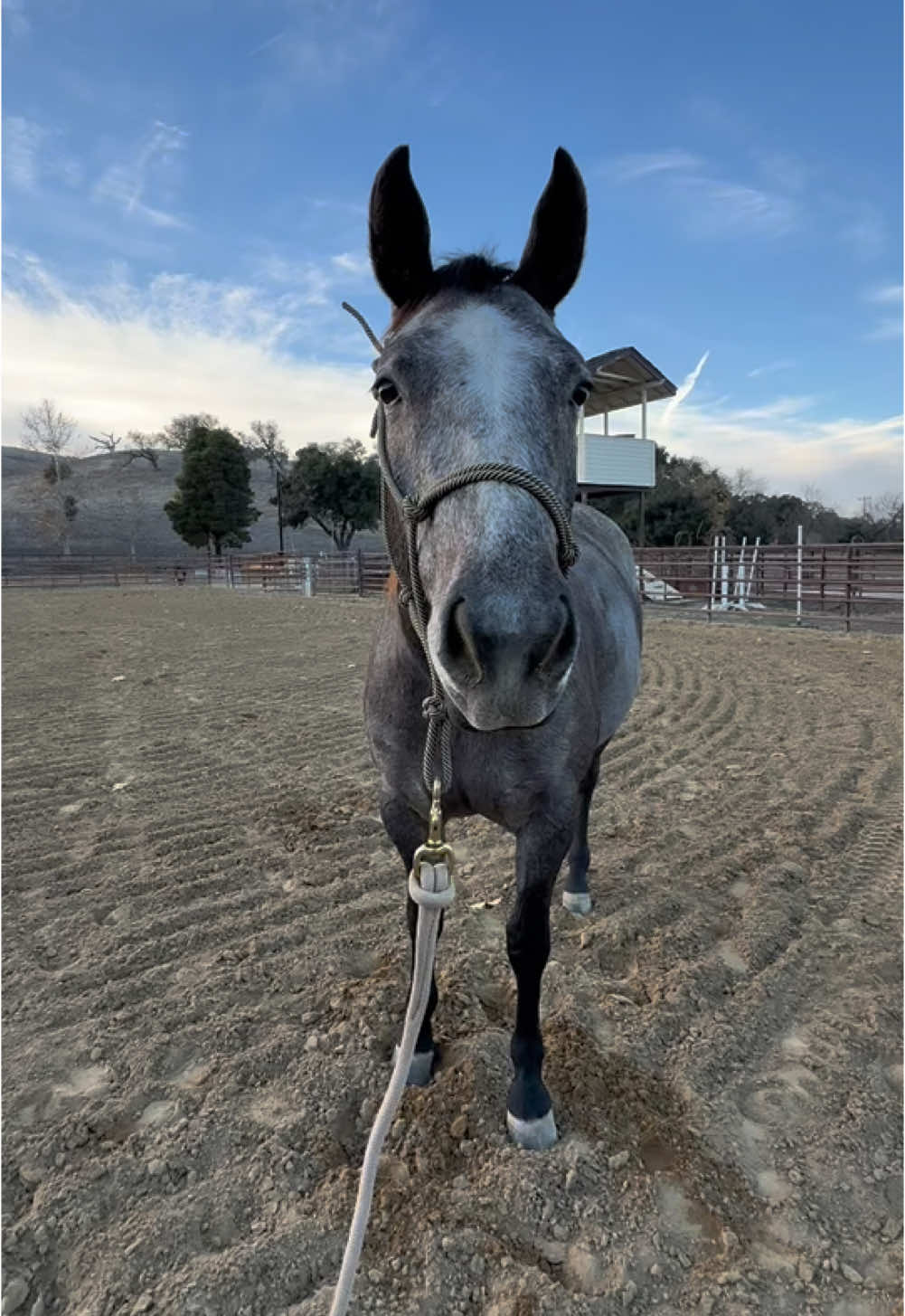 She has a sophisticated palette #horses #asmr 