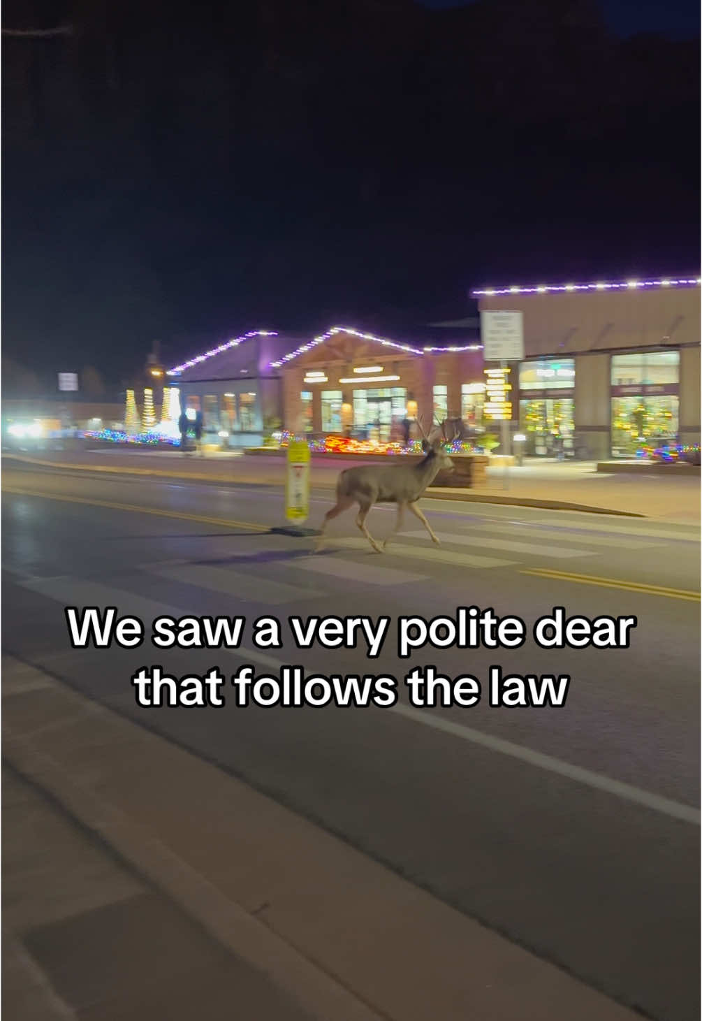 He even waited for the car 🥹 #deer #reindeer #christmas #thelaw #jwalking #cute #animal #animalcrossing 