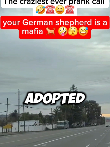 your german shepherd is a mafia dog🤪😎😱 #funny #funnyy #Fyp #prankcall #prank #phonecall 