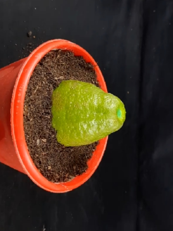 Grow lemon plant at home from lemon #lemon #plants #garden #PlantCare #IndoorPlants  #GreenLiving #PlantLover #PlantAddict  #Gardening #HousePlants  #PlantCommunity #PlantParent  #UrbanJungle  #PlantGoals  #GardenInspiration  #PlantsMakePeopleHappy #NatureLovers  #PlantTherapy #GreenThumb  #PlantCollection #natureathome  #HomeGarden #PlantStyling  #LeafLover  #PlantLife #PlantOfTheDay  #GrowYourOwn #Botanical  #PlantObsessed #PlantGang #Succulents #GreenHome  #PlantDecor  #PlantInspiration #PlantFam #HousePlantClub #IndoorJungle #PlantFriends #HappyPlants  #PlantPower  #GardeningLife  #GoGreen  #FreshPlants #PlantPerfection #PlantVibes #FlowerPower  #EcoFriendly #PlantDaily  #HousePlantHome  #NatureGram  #PlantGoals  #HomeGreenery  #PlantLove 