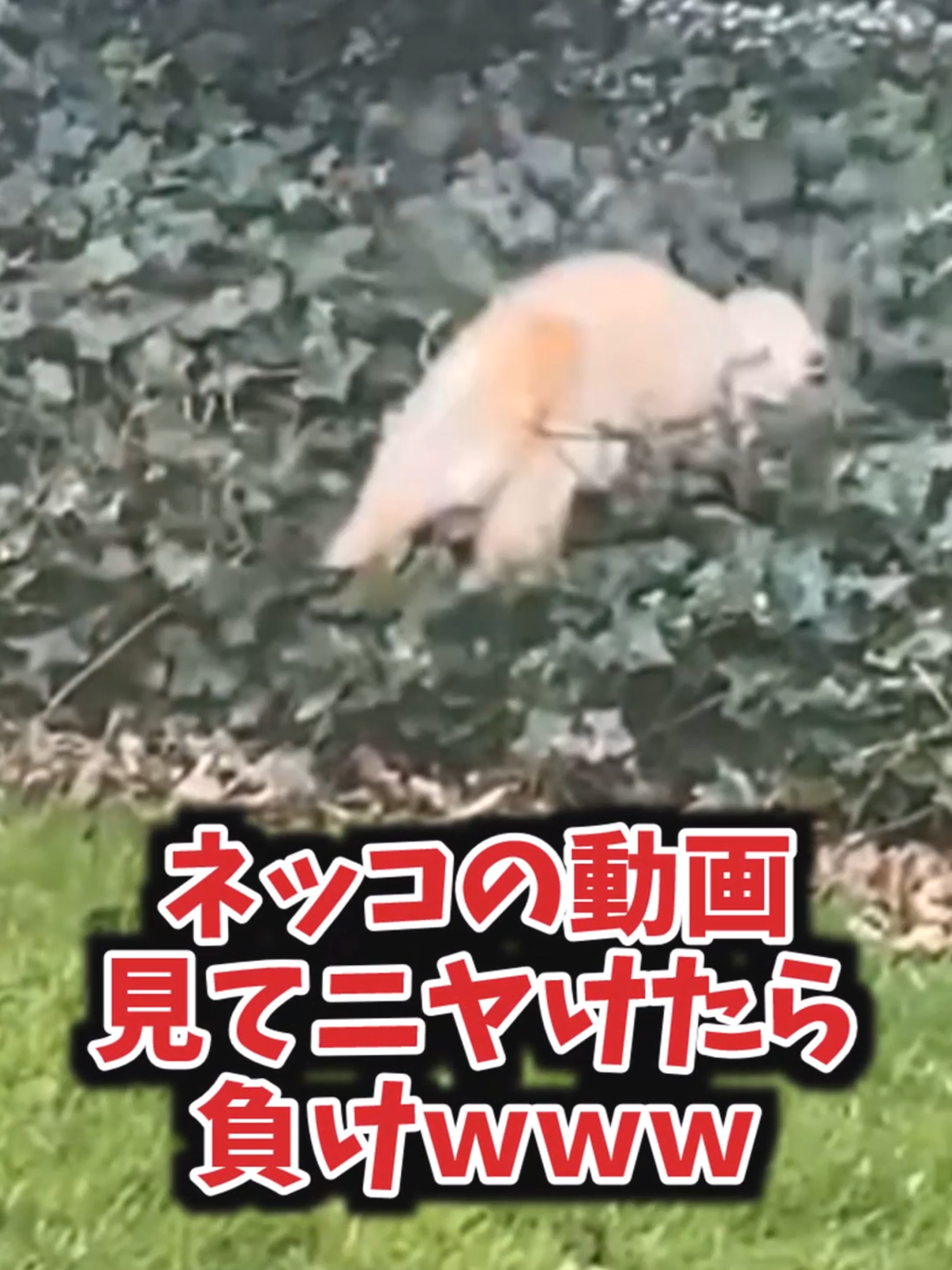 猫の動画見てニヤけたら負けｗｗｗ　#猫#猫のいる暮らし#ねこ#可愛い#癒し#ペット