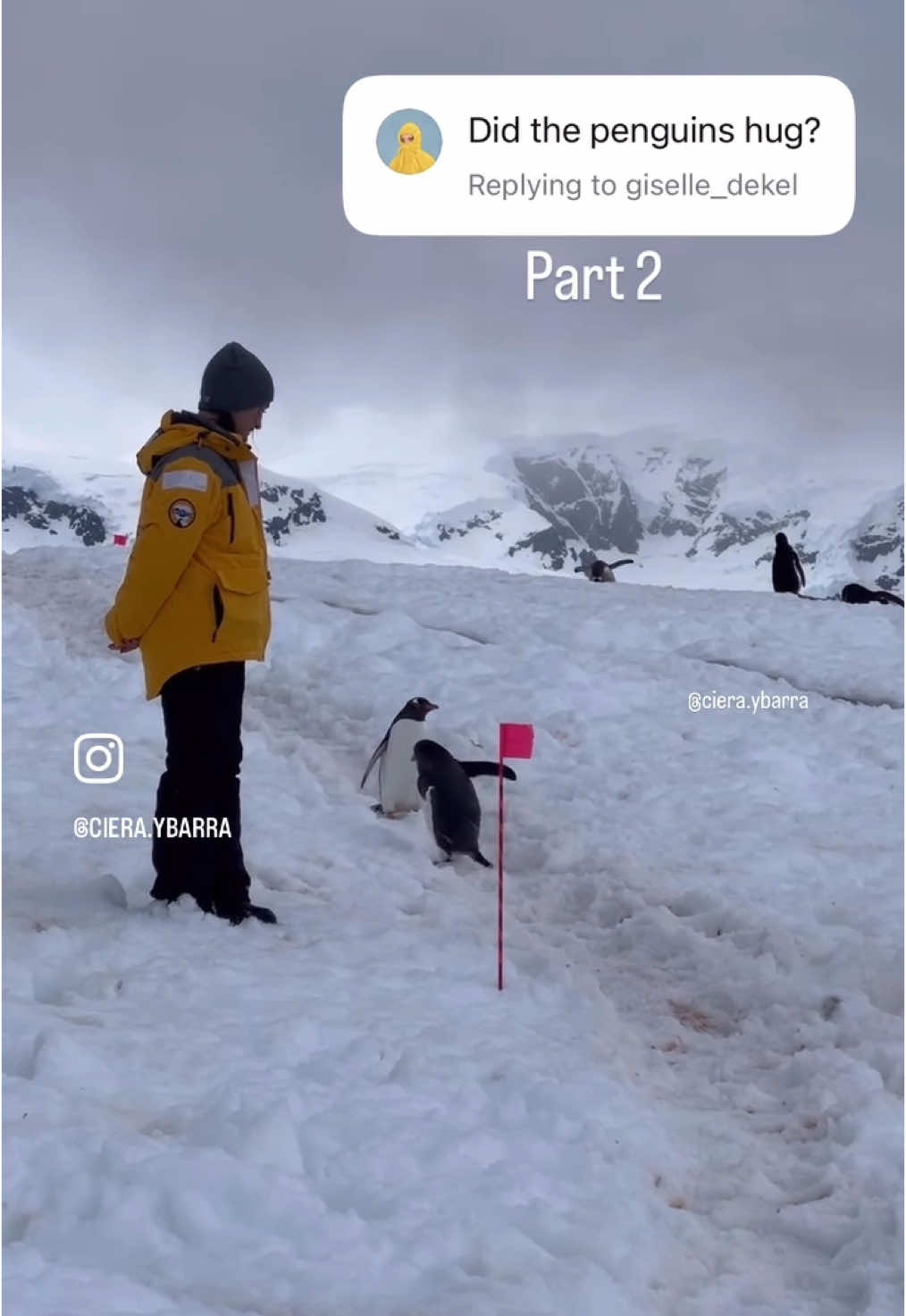 Even though it looked like the penguins were heading towards each other to hug, they ended up just walking right past each other. I still ship them tho 😍 follow for more wildlife content! Captured on the Antarctic Peninsula #nature #naturephotography #antarctica #penguin #gentoopenguin #penguins #adventure #getoutside #travel #travelgram #cuteanimals #sillyanimals #funnyanimals #funnyanimalvideos #foryou #foryoupage #fyp 