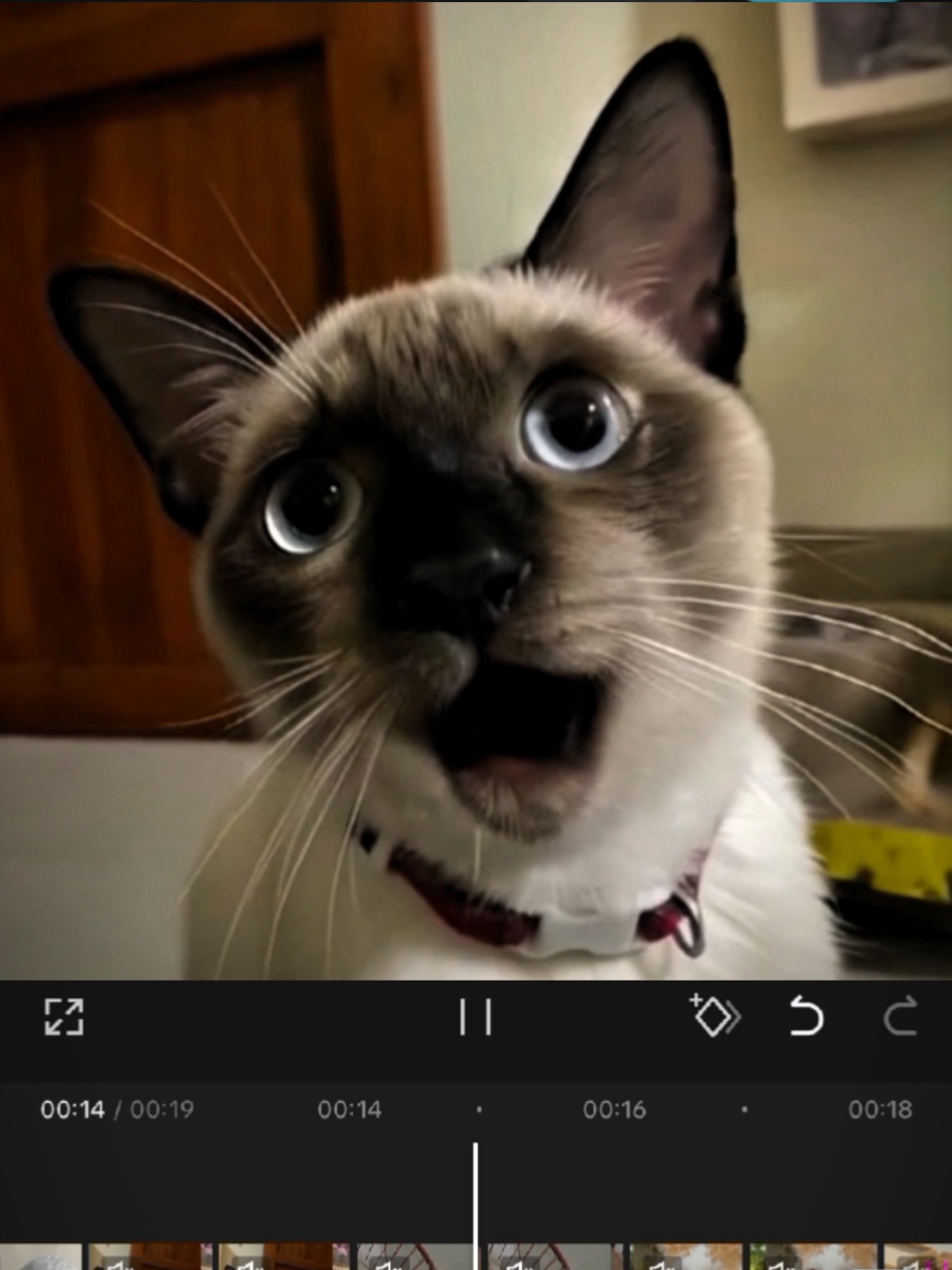 cat singing apt trend tutorial capcut lypsing #tutorial #makeitviral #capcut #lypsync #catoftiktok #trending #viral #fyp #foryou #foryoupage