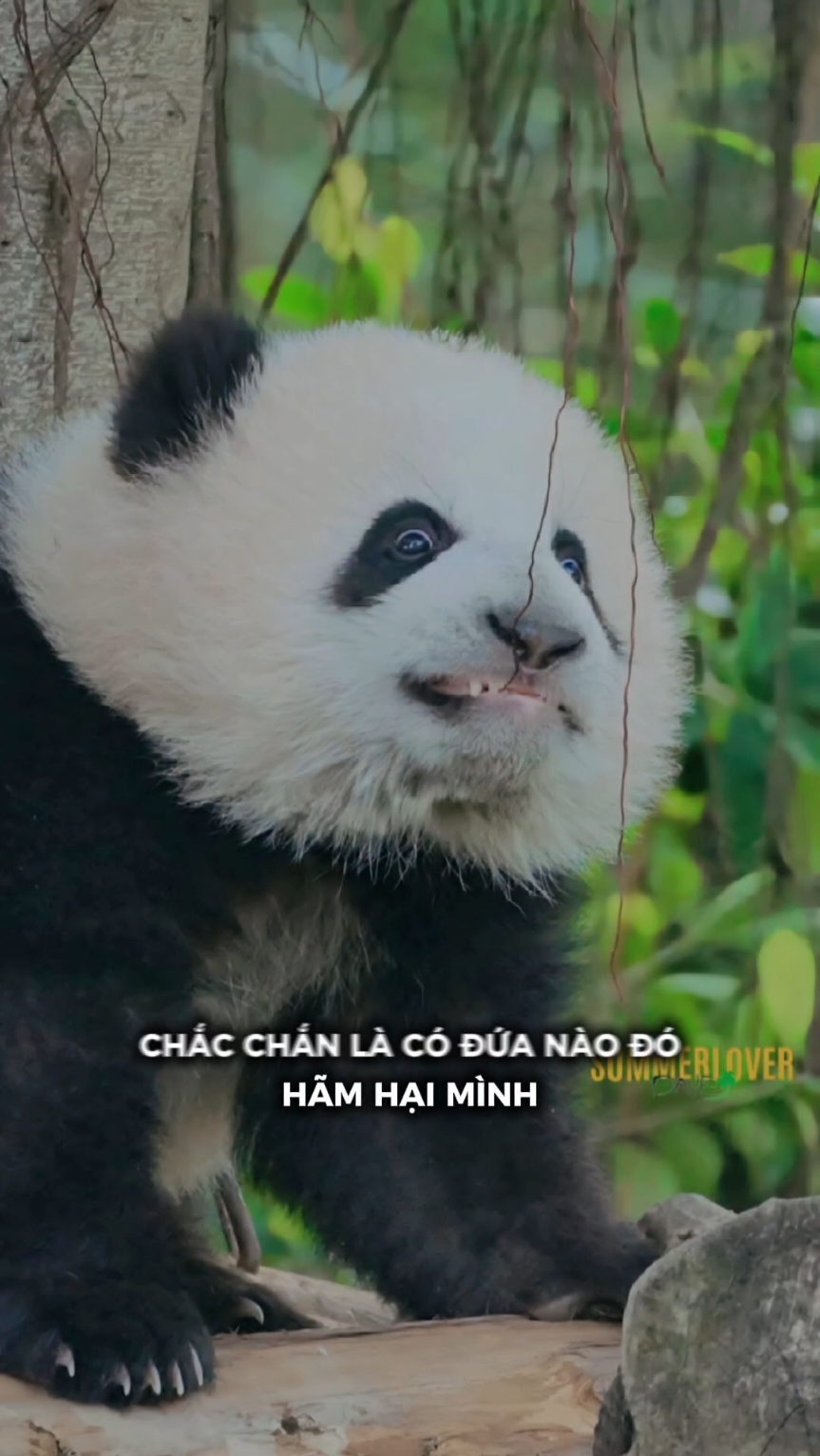 Ai hãm hại :)))) #CapCut #viralvideo #chill #viral #haihuoc #gautruc #gautruccute #haihuocvuinhon #chillwithtiktok #vuinhon 