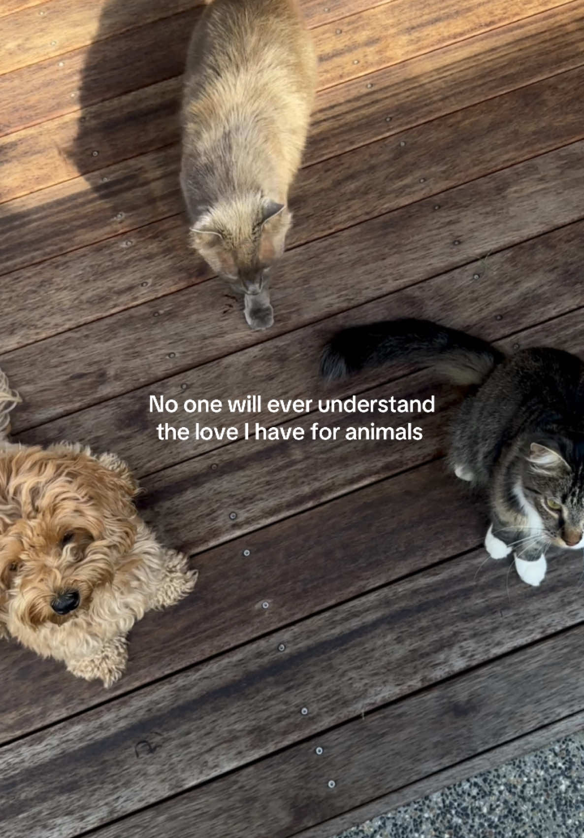 🥺🥺🥺love them so much omg  #furbaby #fyp#fy#melb#aus#syd#kind#islamic_video#islamic#islamictiktok#islamicquotes#muslim#muslimtiktok#royazermati#grateful#life  #animals#animalsoftiktok  