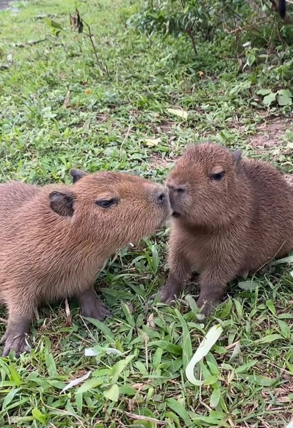 Kiss you😘 #cute #lovable #capybara #capybaralove 