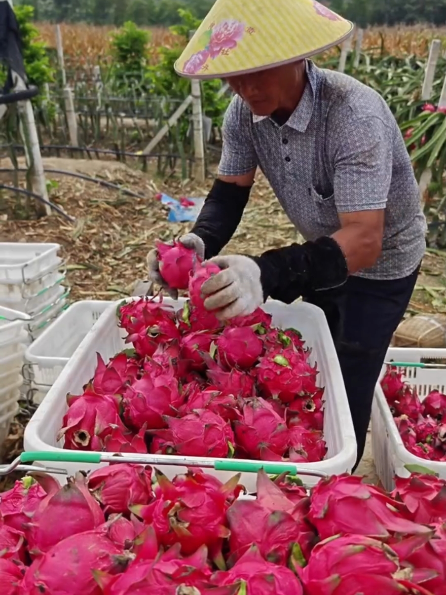 panen buah-buahan segar langsung dari pohonnya #fruit #fruits #panenbuah 