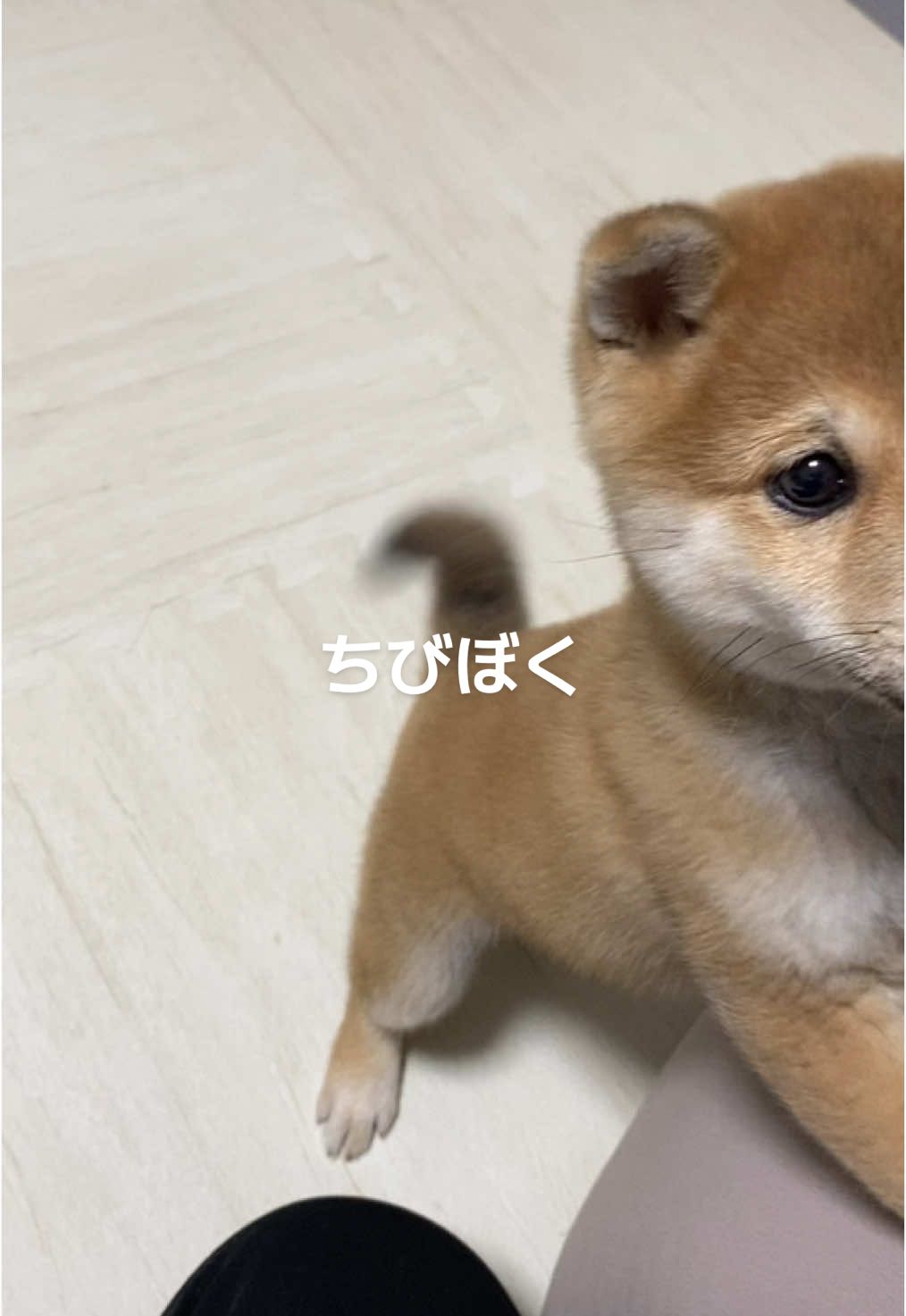 ちびちゃの🐶 この時はちゃのちゃん呼び🤣🥹 #豆柴 #茶ノ吉 #柴犬 #shibainu #子犬 #パピー犬 