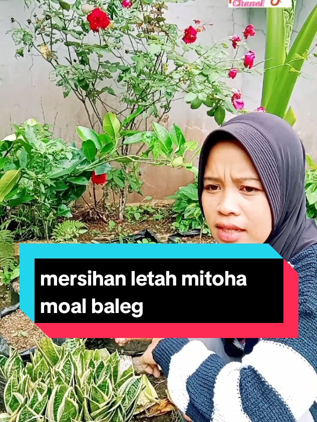 letah mitoha di bersihan #bodorsunda #palawija #komedi #videolucu #candaansunda #bodorsundalucu #urangsunda #viral #komedisunda #fypシ #fyp 