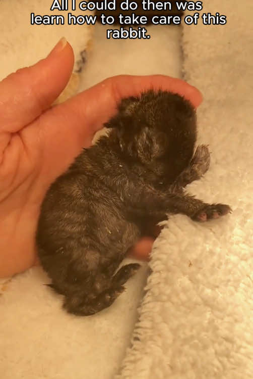 Rescue baby bunnies from the pool #rescue #rescueanimals #animalsoftiktok #animals #rabbitsoftiktok #rabbits #bunny 