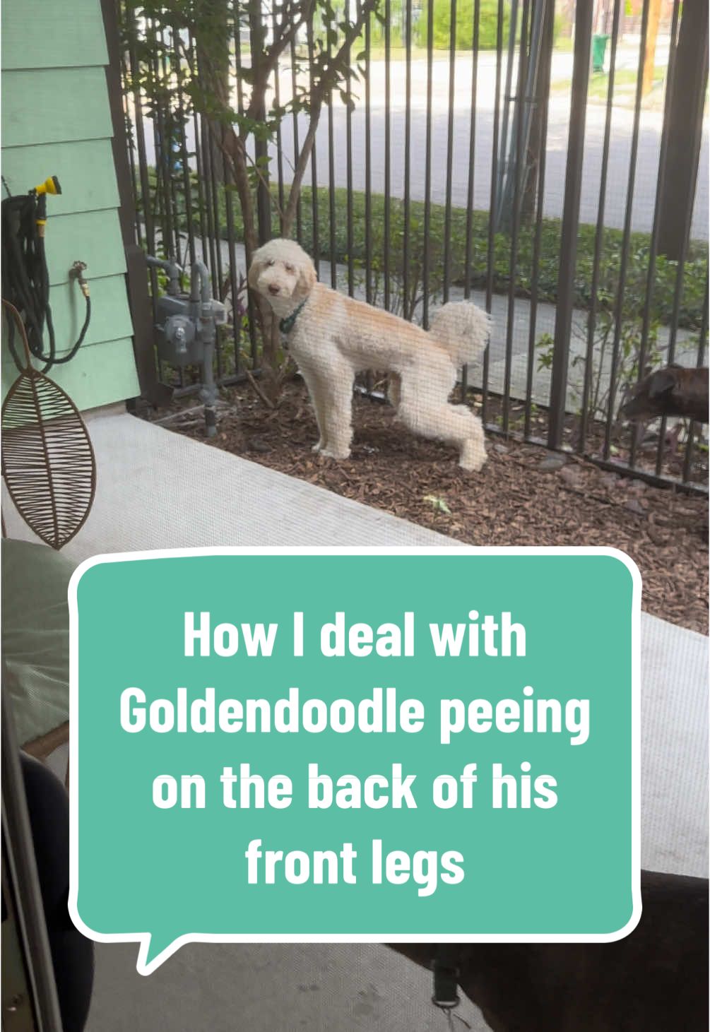 #PetHacks #PetParentTips #DogHygiene #CleanDoggo #PetCareTips #GoldendoodleLife #DoodleHacks #DoodleProblems #GoldendoodleLove #FluffyDogTips #DogMomStruggles #PetParentLife #DogPeeDrama #OopsHeDidItAgain #PeeBeGone #QuickWashHacks #DogCleaningTips #CleanPawsAndAll #PetCleanupMadeEasy #DogCareSimplified #goldendoodle #goldendoodlepuppy #dogpeesonhimself 