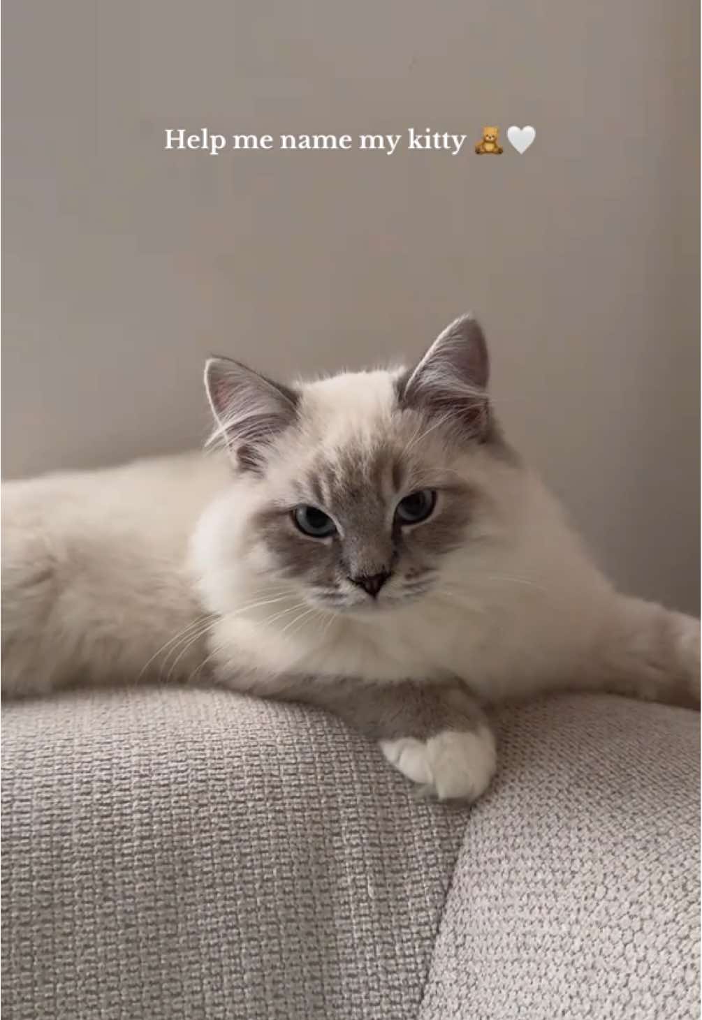 Wait till the end for the cutest air crunchies 🥹🐾 #kitty #kittensoftiktok #fyp #cutecat #ragdoll #kitten #catsoftiktok #helpmenamemykitty 